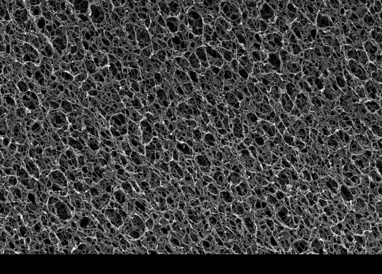 SEM image of bioink microstructure